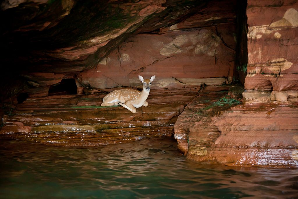 A deer laying down and relaxing in a cave in Apostle Island National Lakeshore.