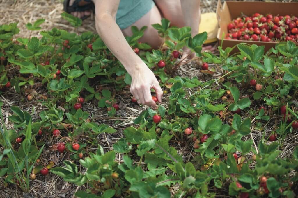 Hand picking berries from a bush.