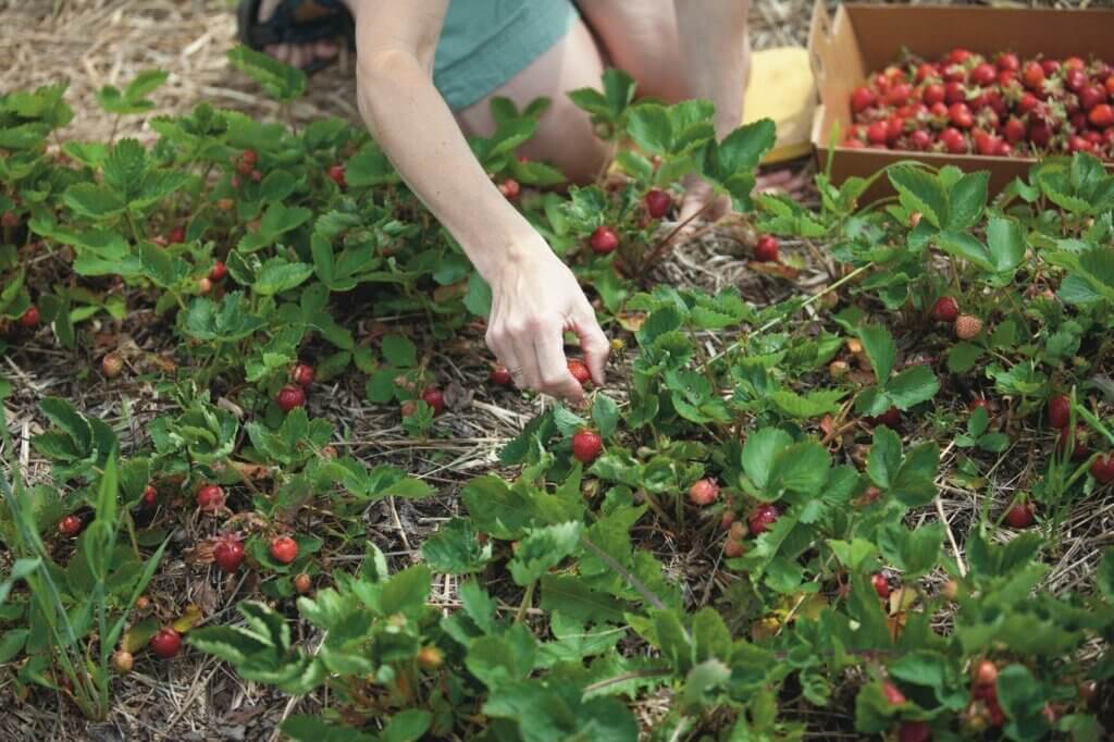 Strawberries at Erickson’s. PC: Bayfield Chamber of Commerce & Visitor Bureau.
