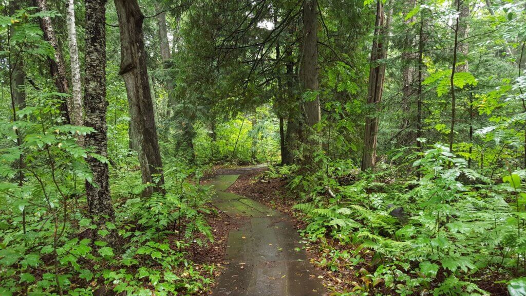 Best Hikes in Apostle Islands: Wooded trail