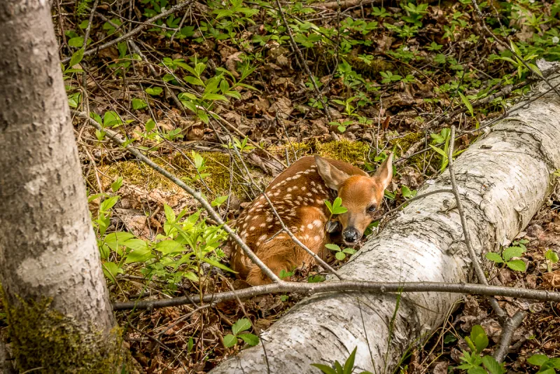A baby deer is tucked up next to a log in Apostle Islands, Wisconsin's Crown Jewels.