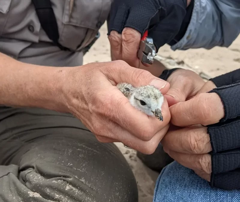 Birdwatcher’s Delight: Apostle Islands’ Diverse Avian Population