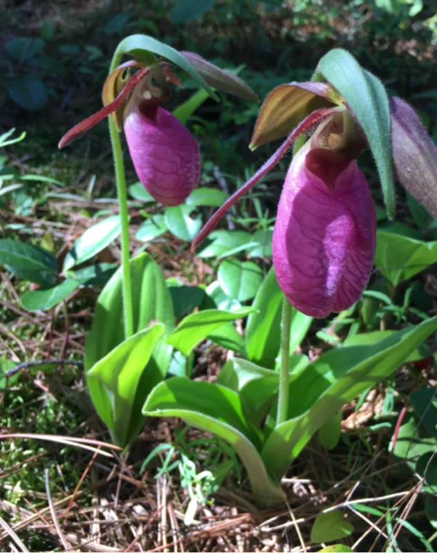 Pink Lady's Slipper Flowers on Stockton Island on the Julian Bay hiking trail feature purple, drooping flowers.