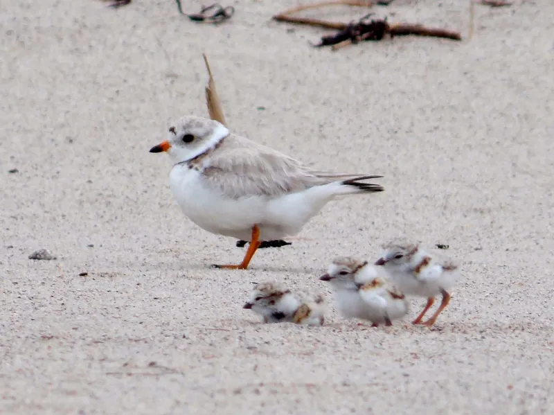 Piping Plovers