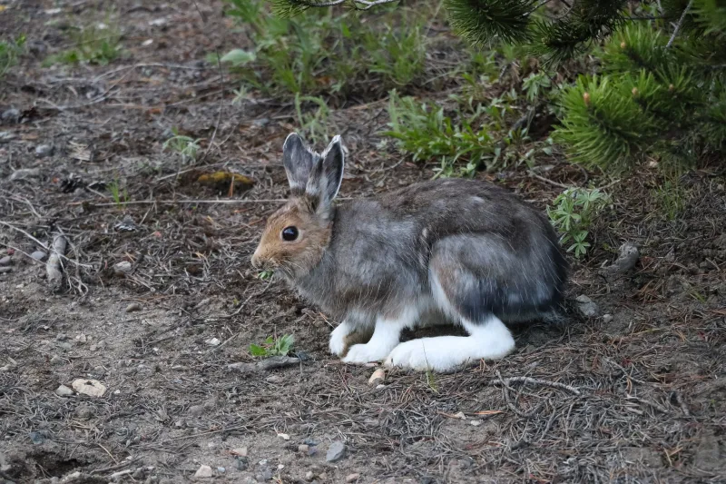 Snowshoe hare eating some plant life